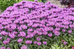 Monarda 'Lavender Taffeta' New 2025